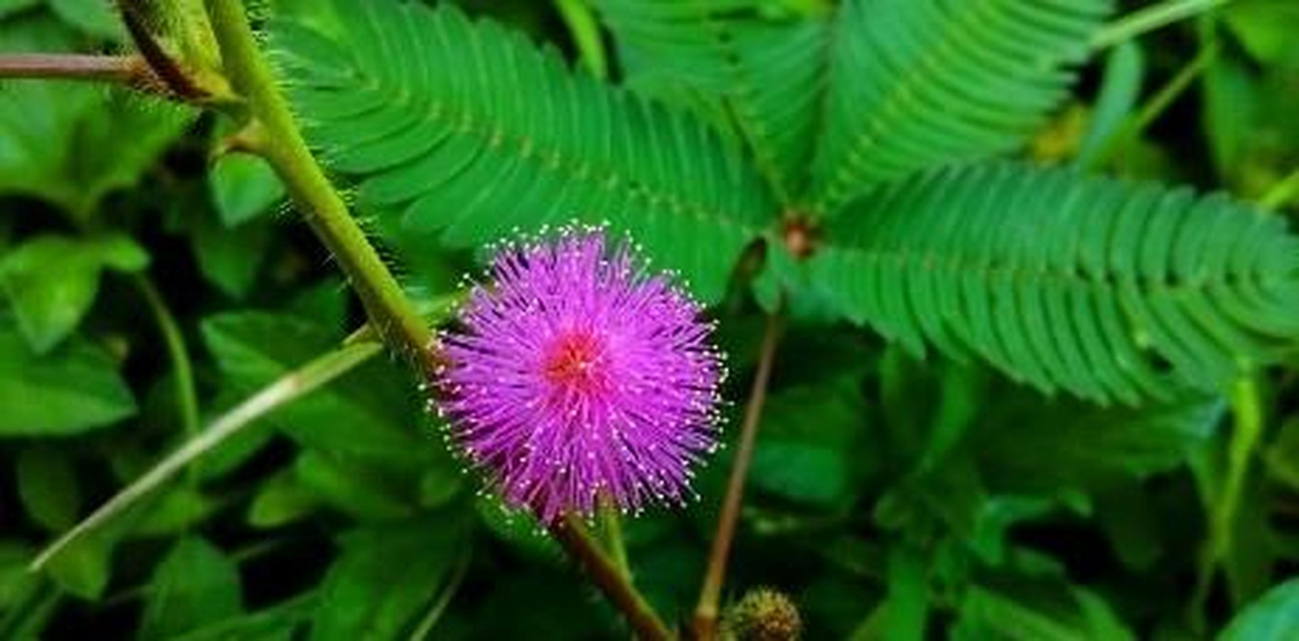 含羞草是一种有趣的植物,其独特的害羞行为为吸取了人们的注意.