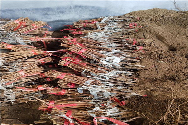 妮娜公主葡萄苗