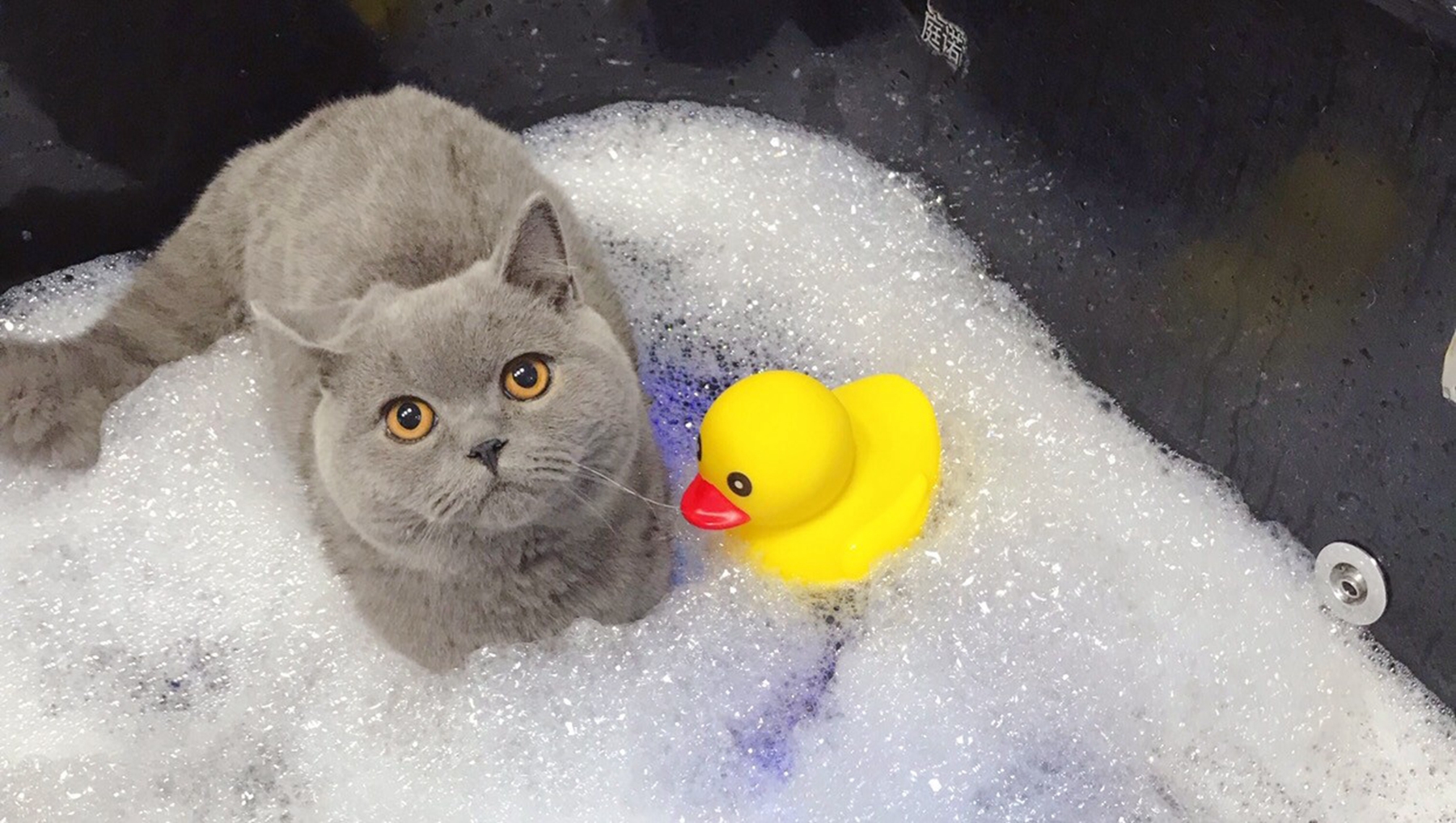 怎样给猫洗澡才能洗得干净?它们多大成年?