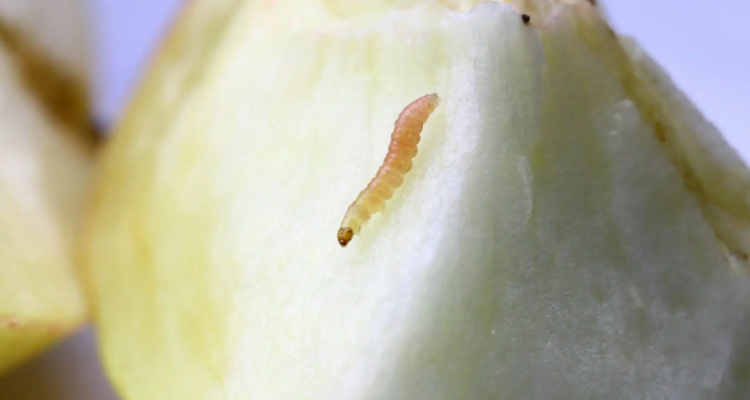 桃子里的虫是什么虫