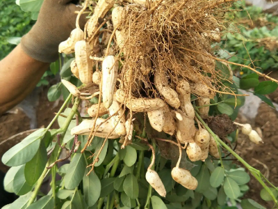 花生苗长得太高可以掐尖吗