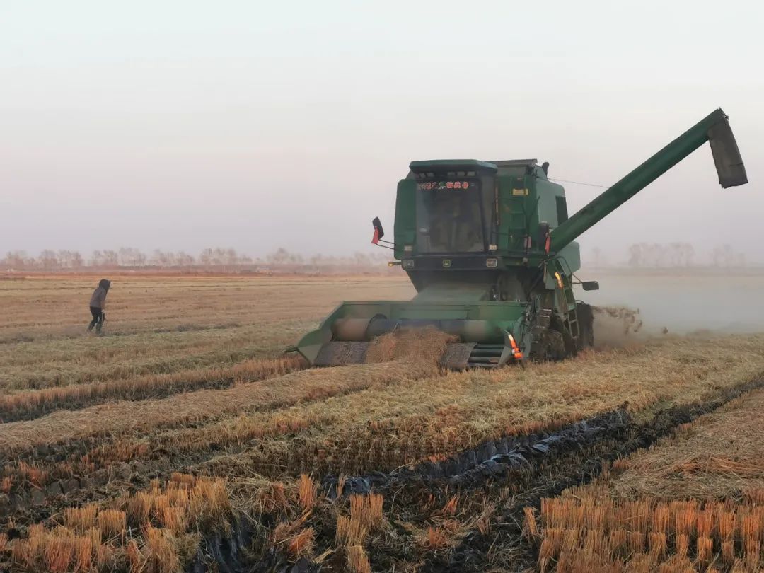 大兴农场收割机车驰援青龙山秋收