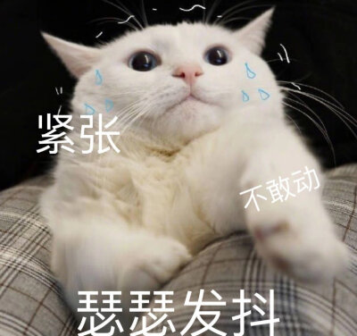 慌张猫咪表情包图片