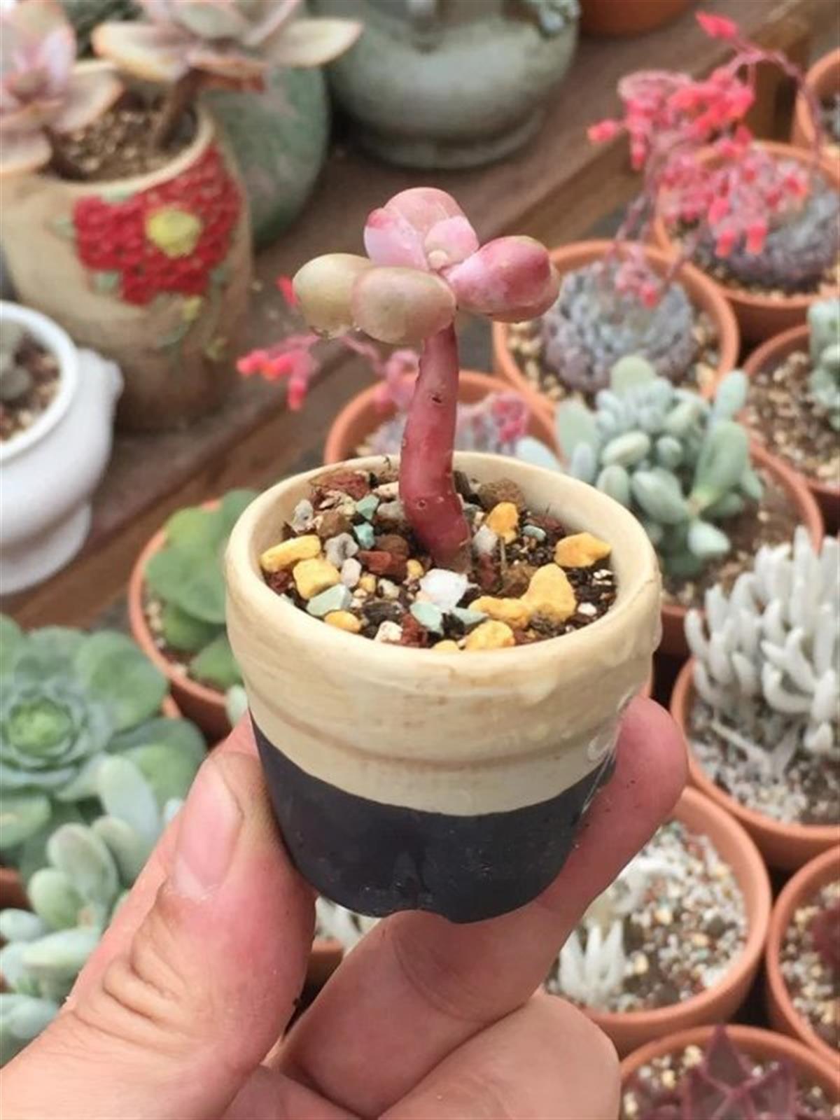 多肉桃蛋徒长:只因为,光照不强,浇水太多,通风不好