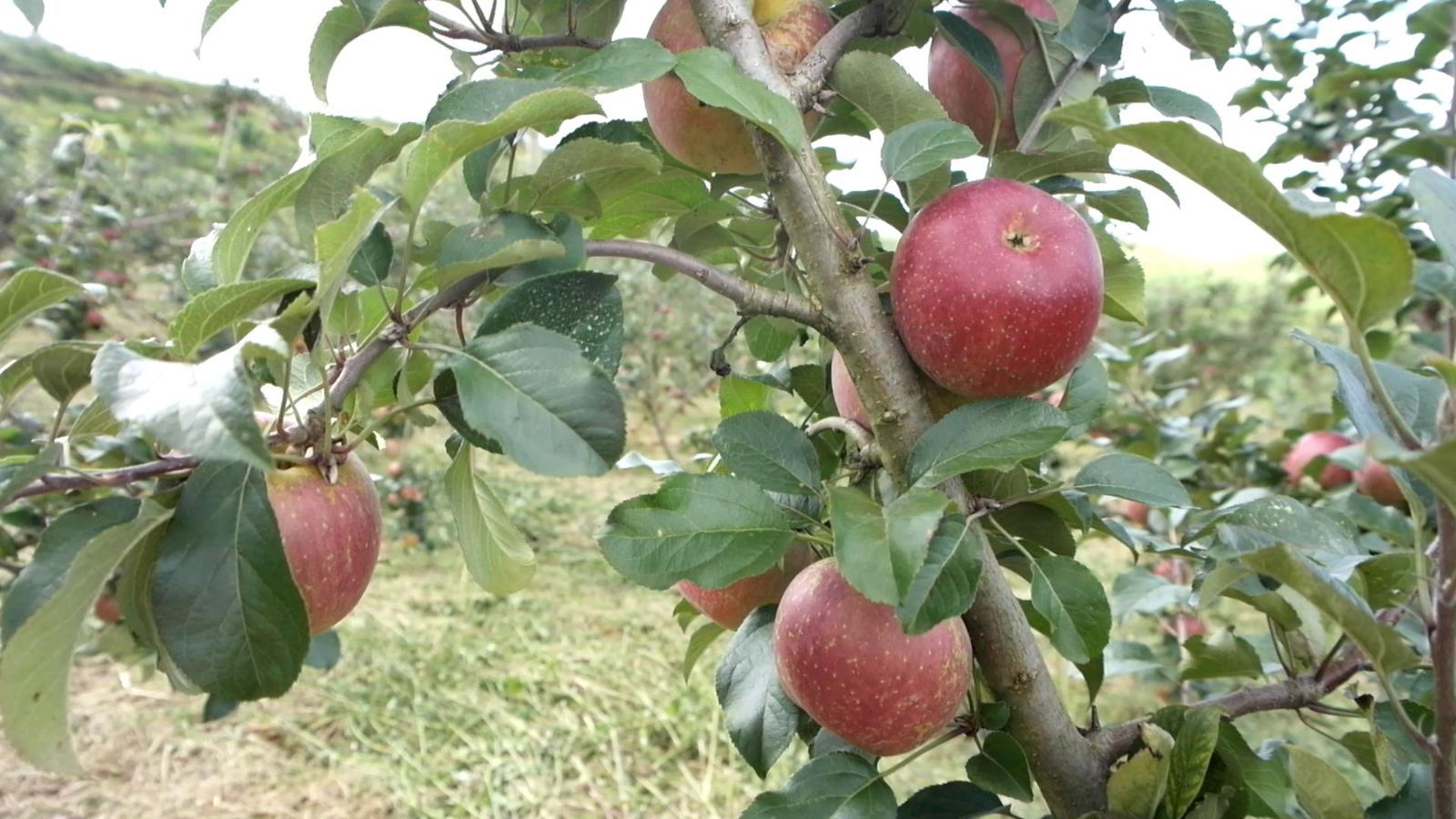 红苹果 - 热门商品专区