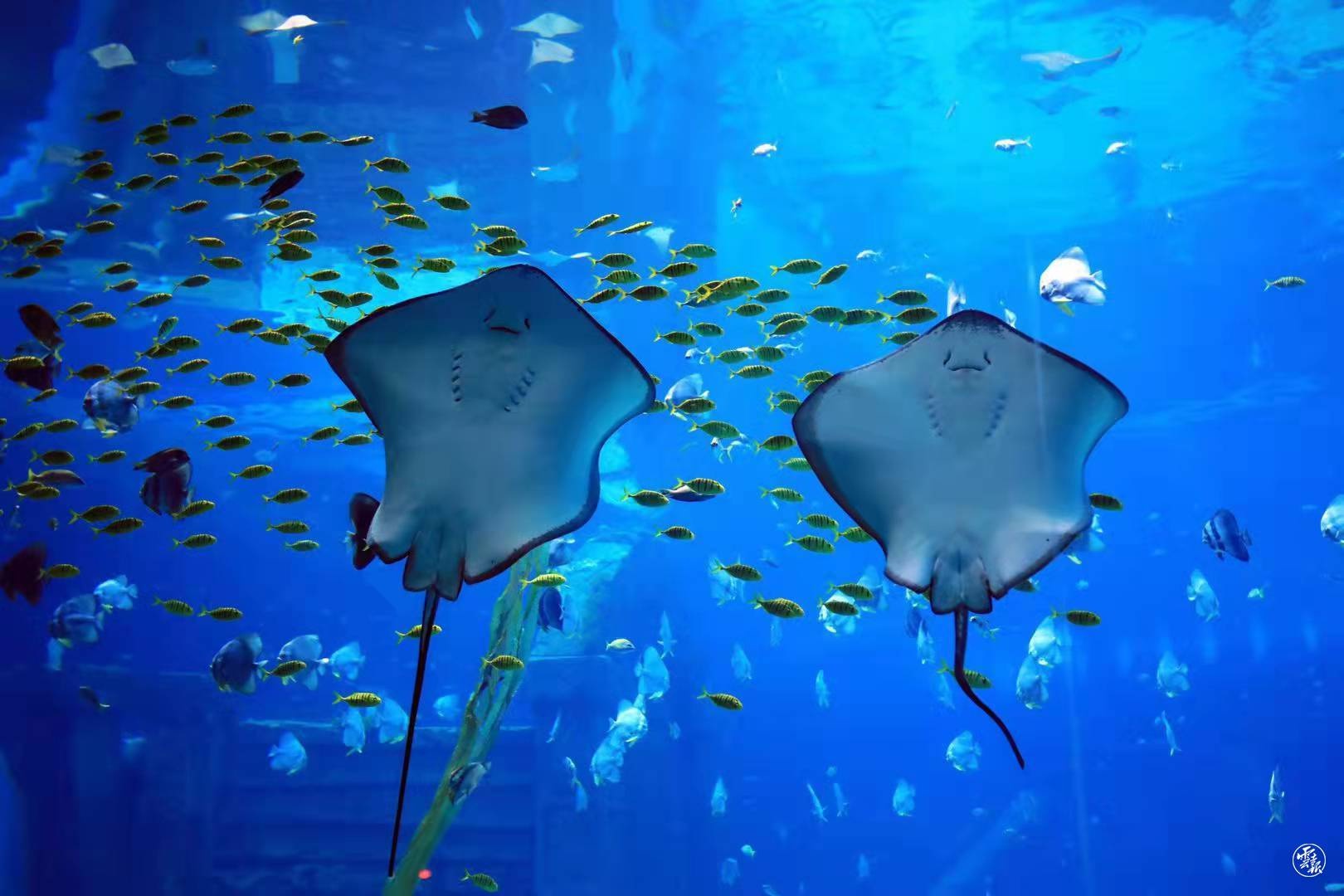 云南"雪世界,海世界"荣获鲁班奖