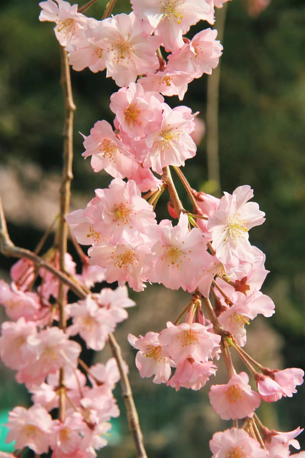 玉淵潭櫻花進入觀賞期!高峰時段將單向遊覽,暫緩入園