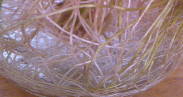 富贵竹水里有虫子怎么办