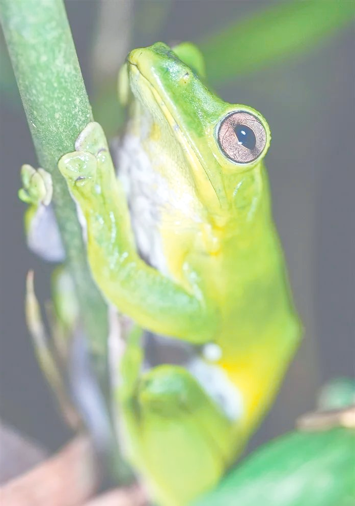 海南热带雨林:众多动植物演绎着生存传奇与江湖恩怨