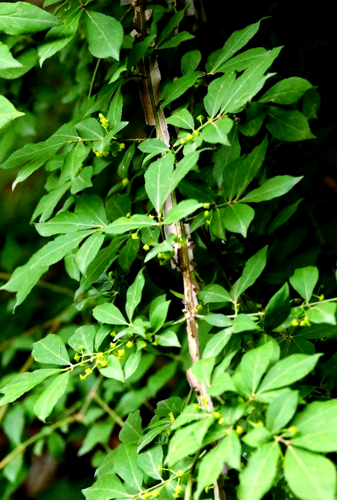 卫矛:独特小灌木,深秋美景中的一抹异色