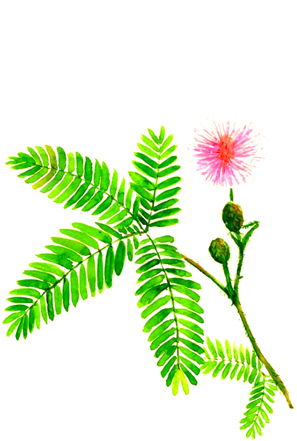 探索含羞草的奇妙世界