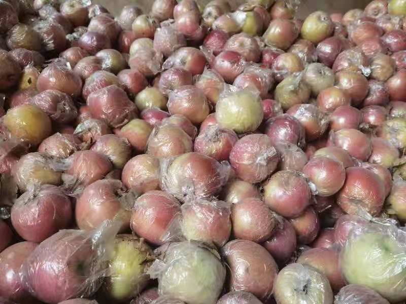 武邑县王贤兰村10万余斤苹果遭遇滞销 果农盼销路