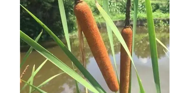 芦苇棒 药用价值图片