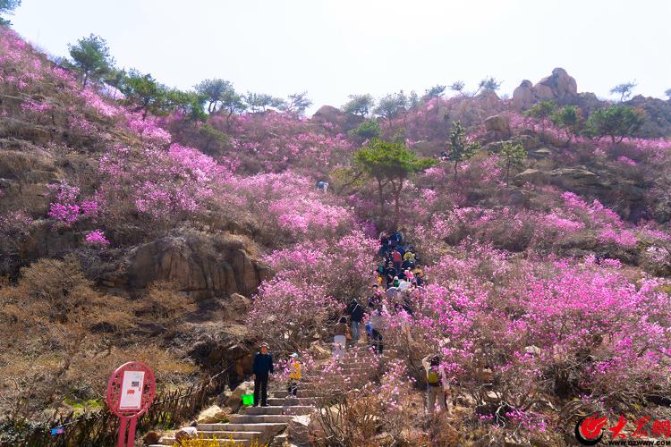 大珠山花期图片