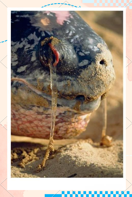 鳄鱼为什么会流泪