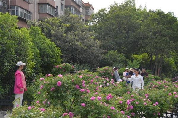 鄭州月季公園奼紫嫣紅春意盎然 近40萬株月季等你來賞