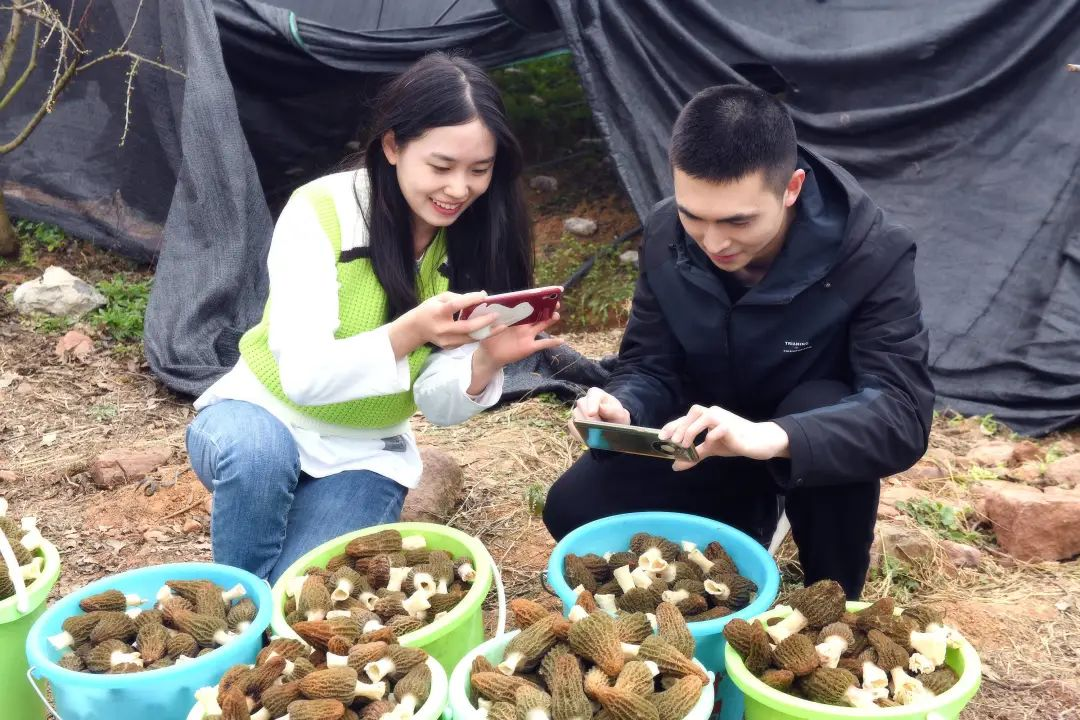 成都金堂羊肚菌基地图片