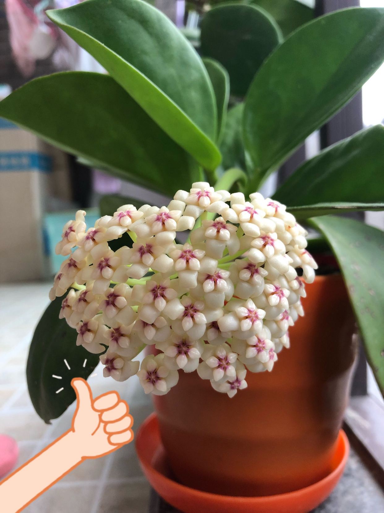 盆栽球兰"粗蔓"—集观叶,赏花,闻香于一身,封闭阳台也能养