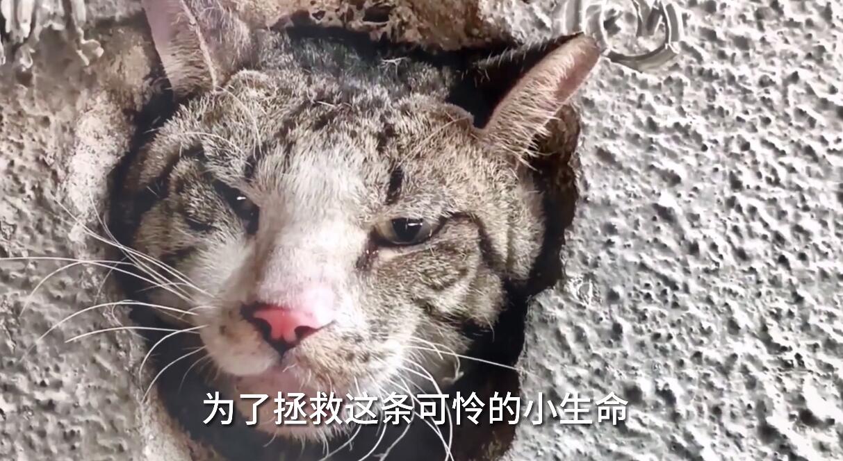 好奇心害死猫什么意思图片