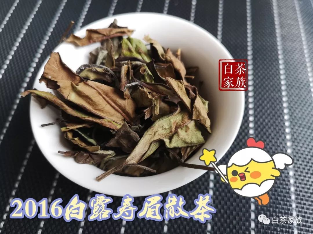 老茶友才知道的秋白茶选购方法,一般人还真不懂