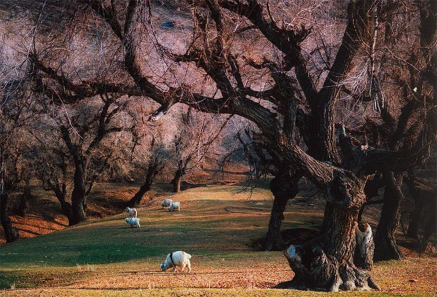 第三届世界风光维也纳国际摄影展获奖作品