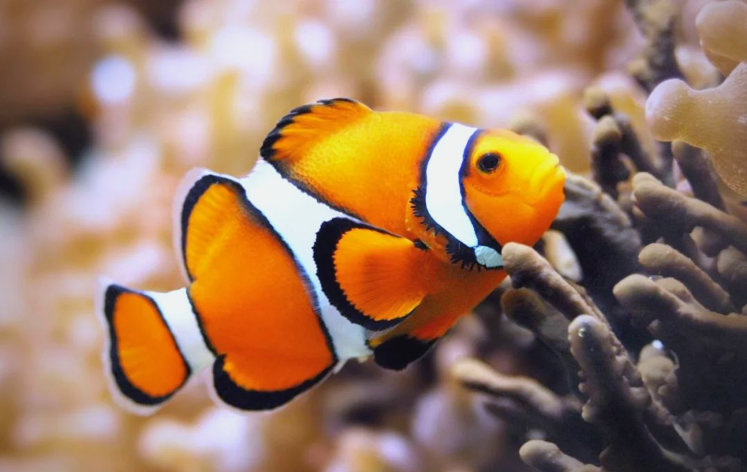 探索海洋生物:小丑鱼nemo的多样种类与萌力