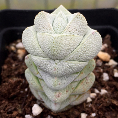 多肉品种:金辉,丽娜莲,九轮塔,稚儿姿,沙罗姬牡丹