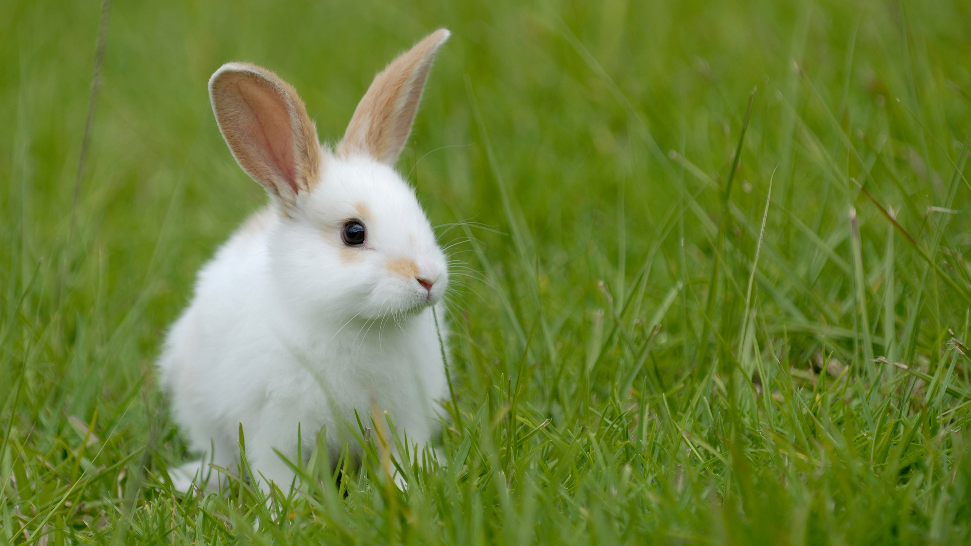 兔年英語怎麼說?rabbit, hare, bunny都是兔子,有啥區別?