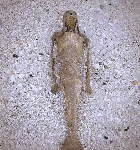 美人鱼:探寻另一种未知的生命形式