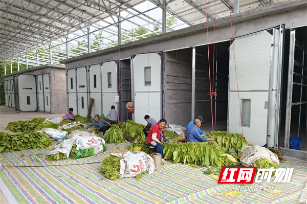 永兴县鲤鱼塘镇:"智能"烤烟房烤出增收"金叶子"