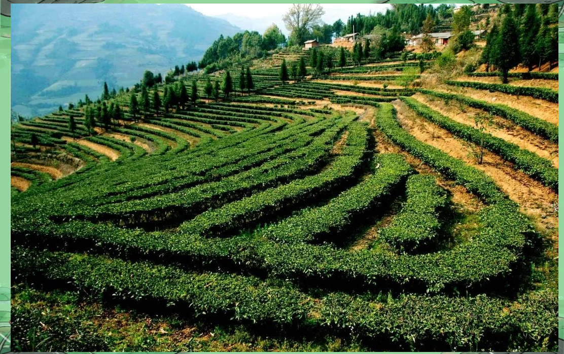 从建厂初期的年茶叶产量仅150吨,到如今的年产3014吨,这种跨越式的