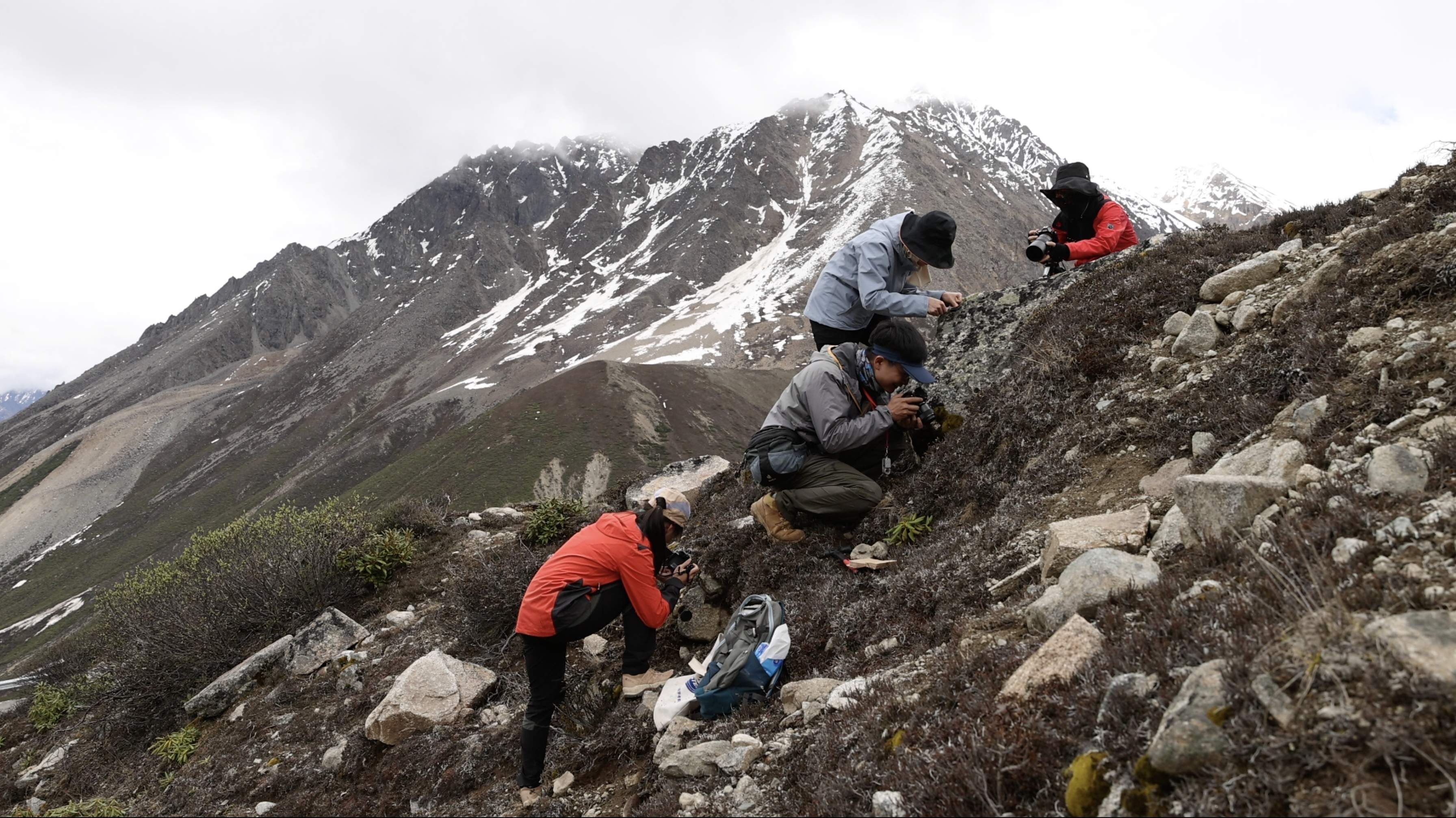 不是动物也非植物,消失百年中国特有物种重现青藏高原