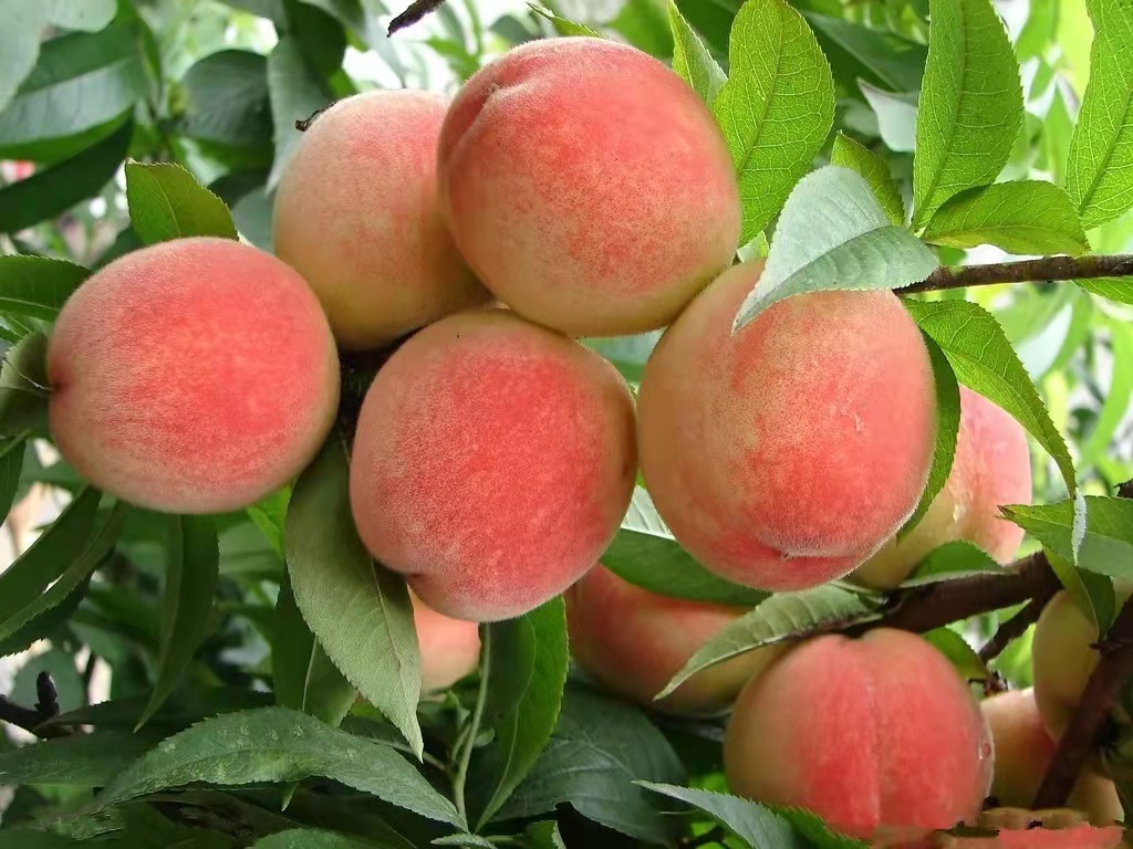 桃子味道甘甜 营养丰富 作为中性水果是可以放心大胆多吃的水果