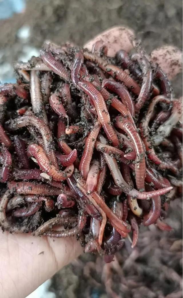 川妹子继承百亩养殖场,地里全是蚯蚓,卖蚯蚓粪年赚100万