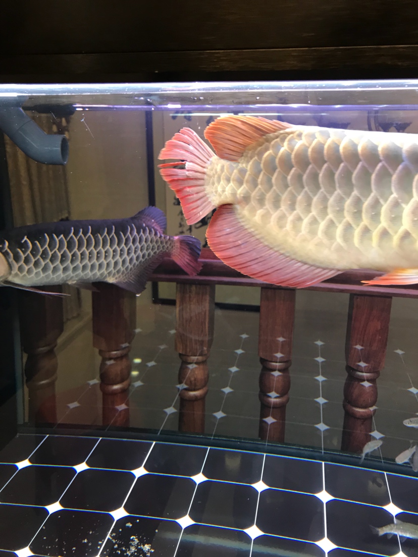 帝龙渔业|好好的,龙咋撞缸了