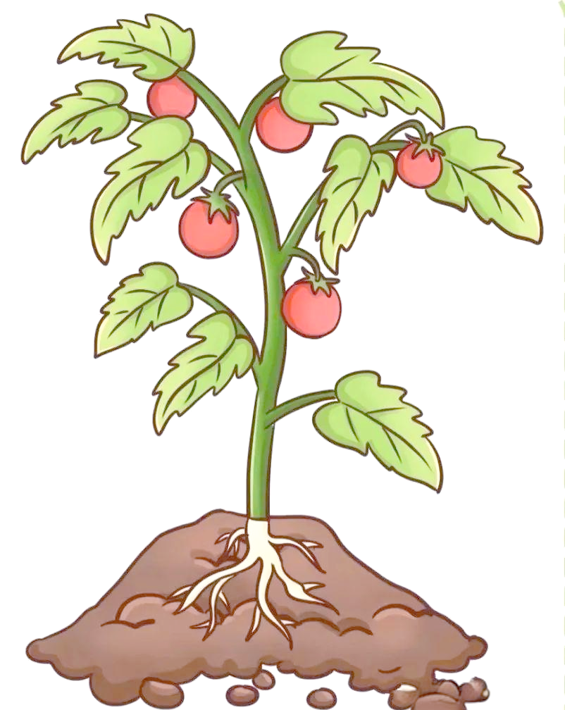 小手牵大手:孩子们的西红柿种植趣味旅程