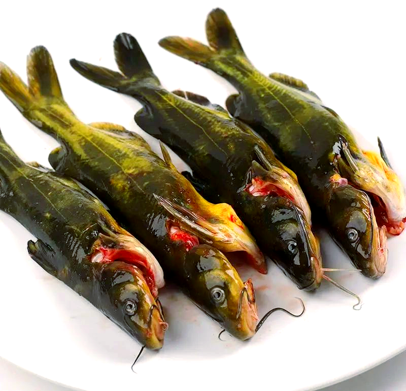 黄辣丁:肉质细嫩滑爽,口感极佳的淡水鱼美食