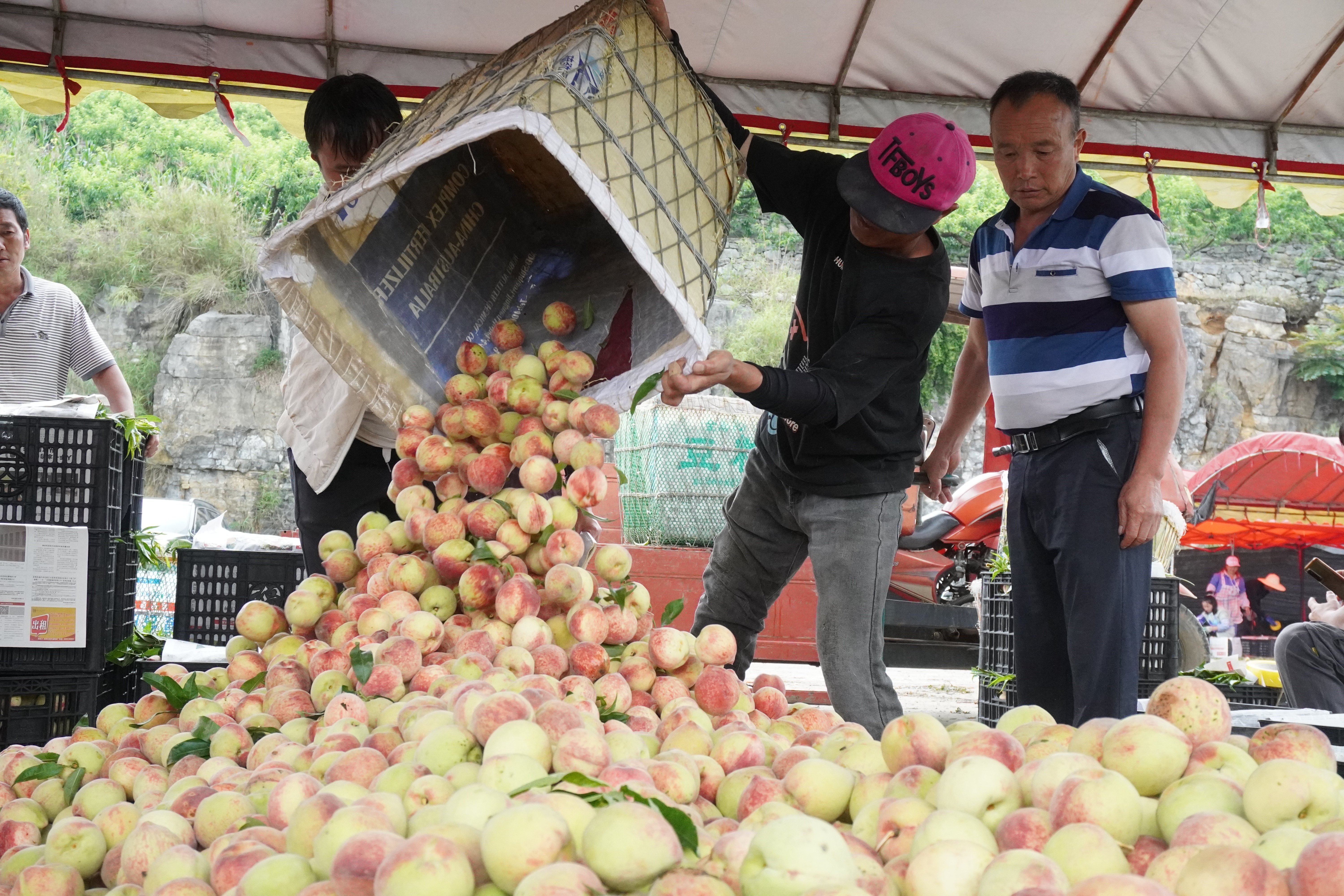 普定:岩石窝里种桃树 梭筛鲜桃俏销全国
