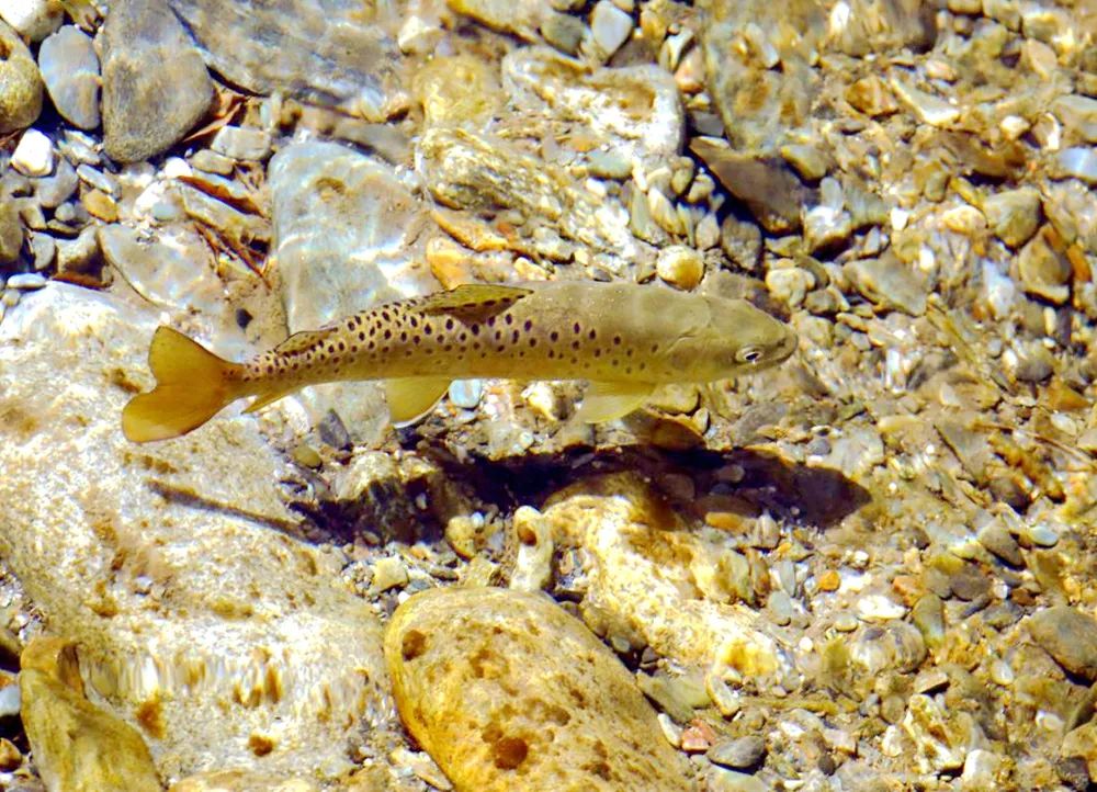 陕西:秦岭细鳞鲑成功入选