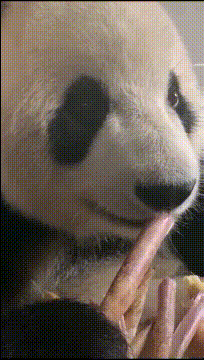 搞笑gif段子:如果这是你媳妇,你会让她去上班吗