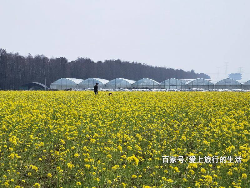 东海塘油菜花地址图片