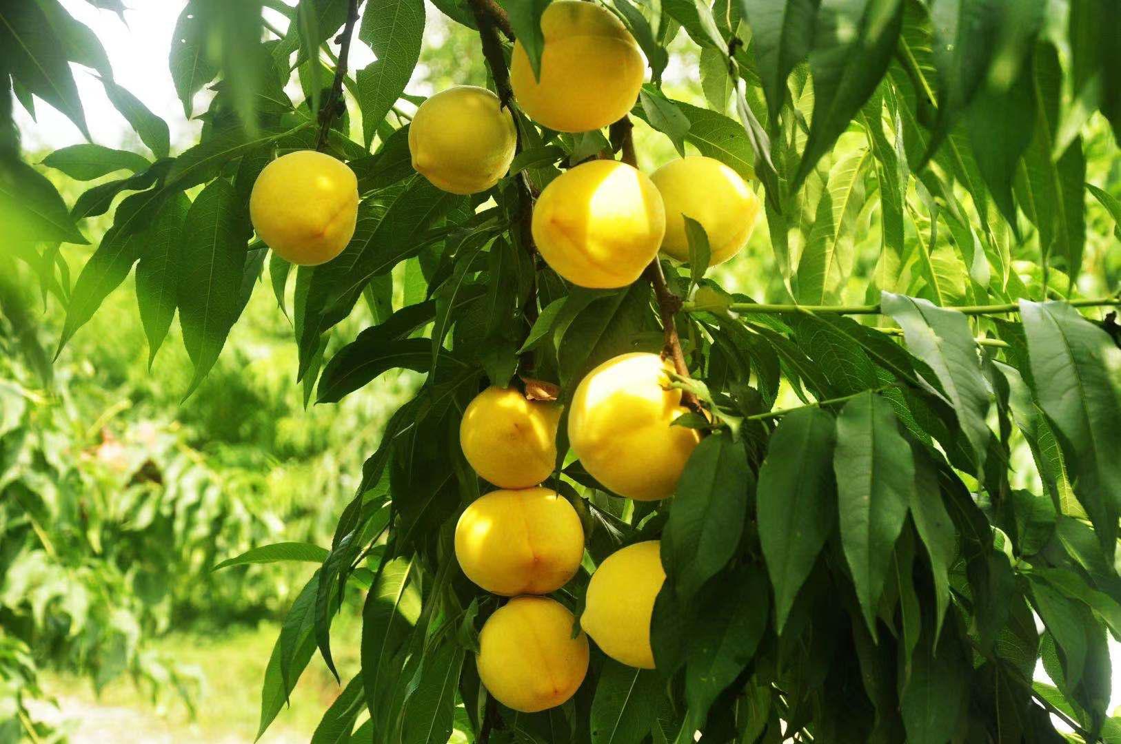 2021炎陵黄桃大会举办,现场签订700万公斤供销合同