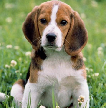 哈利犬的体形特征