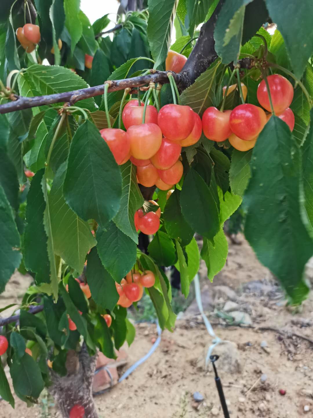 斯基娜樱桃品种介绍图片