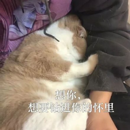 学习学习微信熊猫头打人表情包「金馆长表情包」