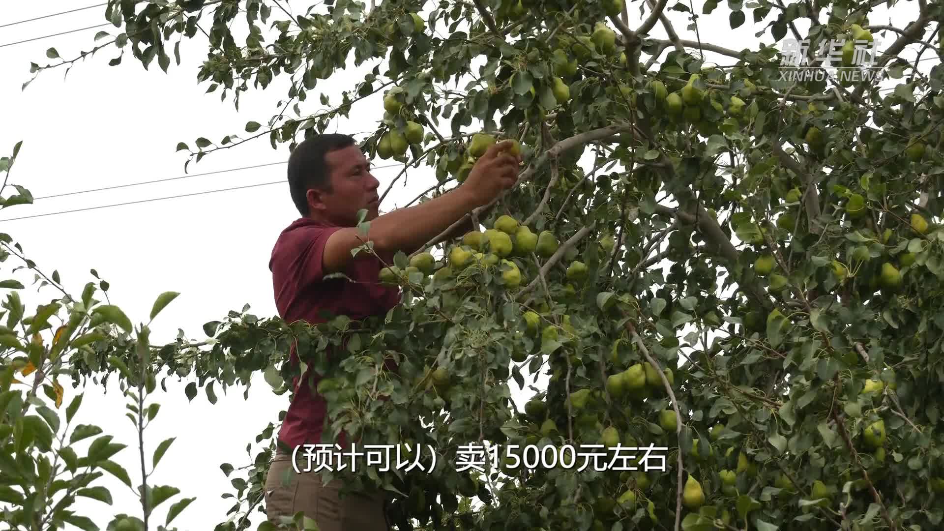 新疆八角梨图片