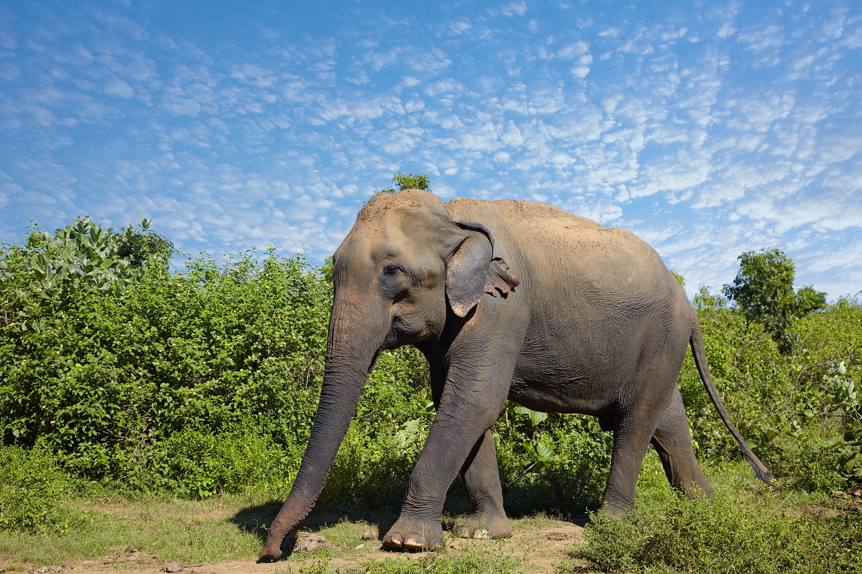 全国首例亚洲象公益诉讼案开庭:环保组织诉西双版纳野象谷景区虐待