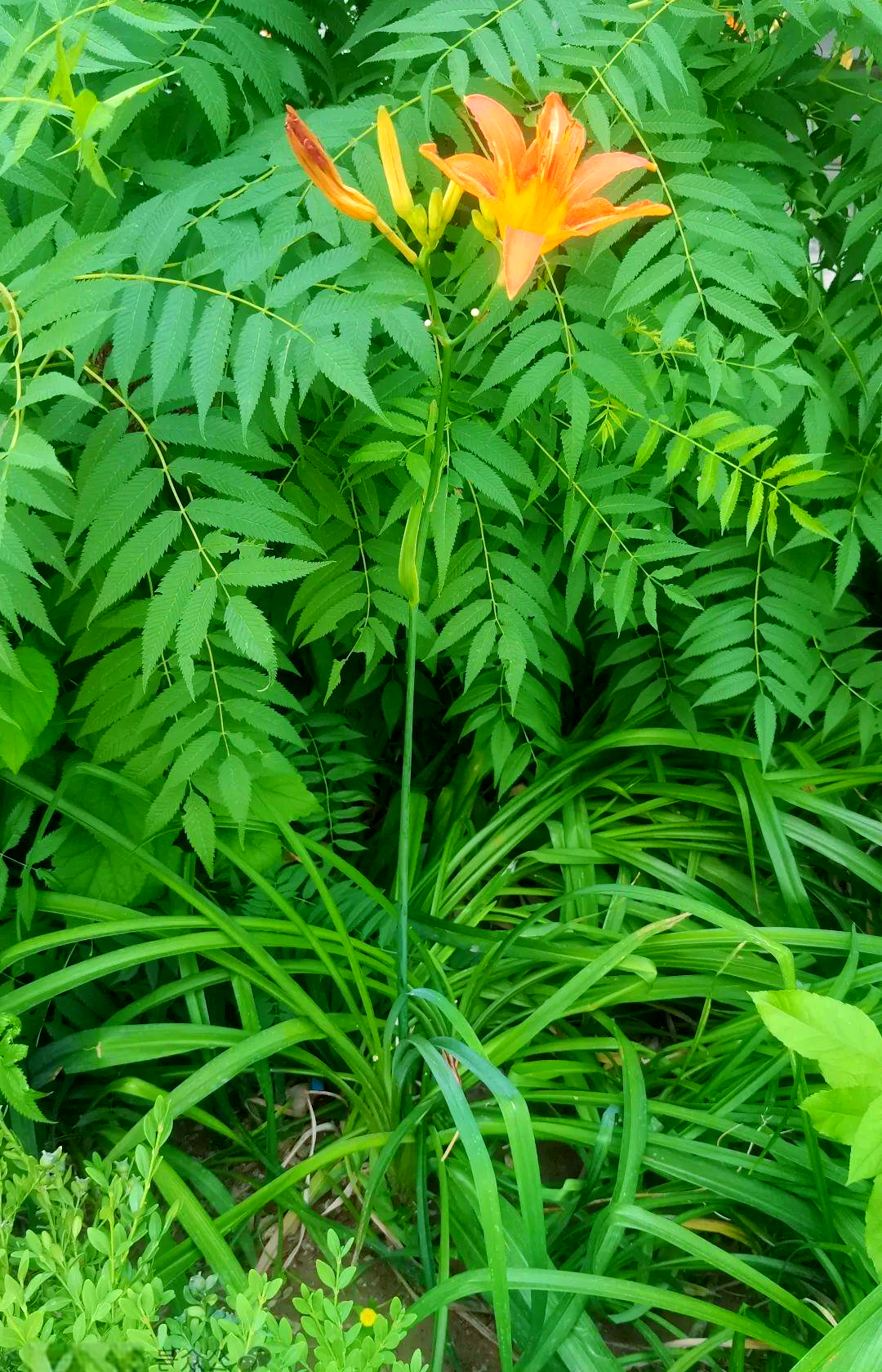 大花萱草:多种宿根花卉的介绍与特点