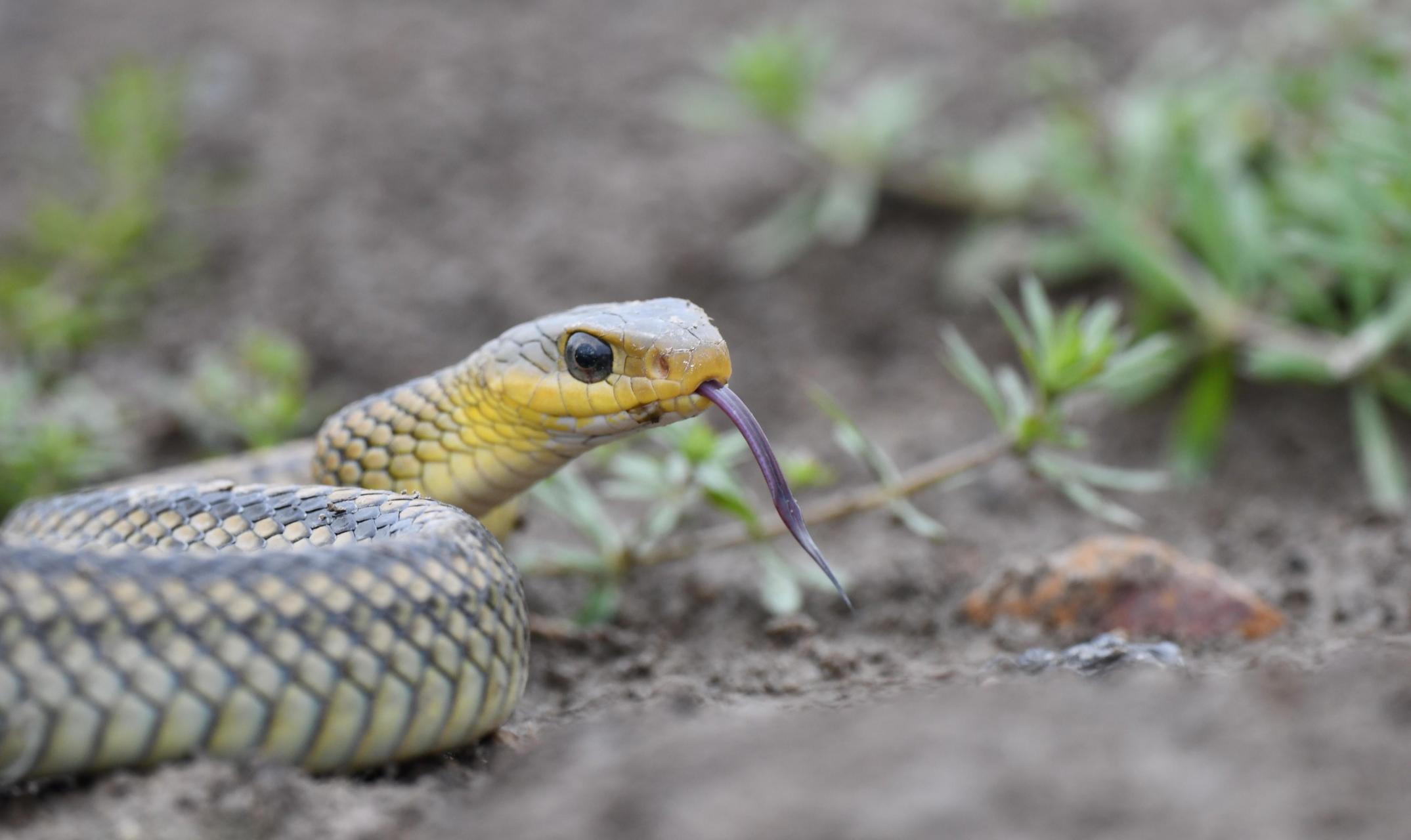 乌梢蛇体色背部绿褐色,棕褐色或黑褐色,背脊有两条纵贯全身的黑线