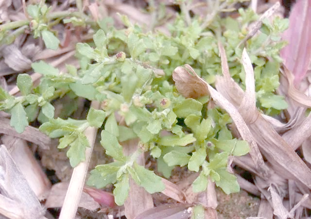 农村常见的"猪屎草",竟是珍贵的"还魂草",多种健康益处待发现